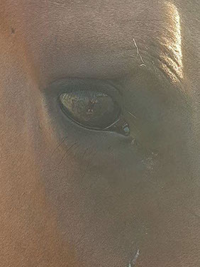 Equine assisted mental health services in Texas.